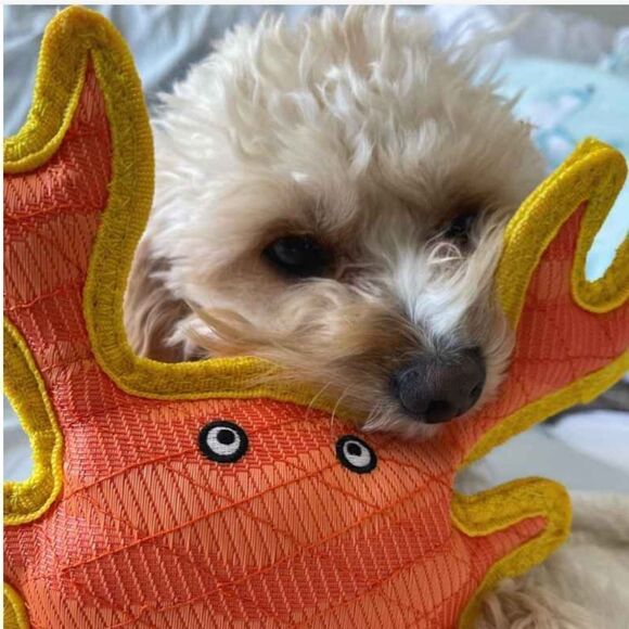 DuraForce Orange Yellow Crab Dog Toy - Picture 4 of 11